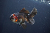 Thai Oranda  Tricolor 4.5 Inch (ID#1029To1b-76) Free2Day SHIPPING