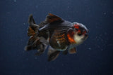 Thai Oranda  Tricolor 4.5 Inch (ID#1029To1b-76) Free2Day SHIPPING