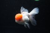 Thai Oranda  Red Cap 5.5 Inch (ID#0110T1b-68) Free2Day SHIPPING