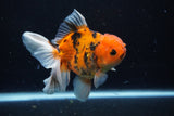 Thai Oranda  Calico 5 Inch (ID#1126To5b-85) Free2Day SHIPPING