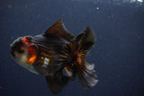 Thai Oranda  Tricolor 4.5 Inch (ID#1029To1b-76) Free2Day SHIPPING