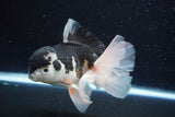 Thai Oranda  Panda 5.5 Inch (ID#913To6c-115)