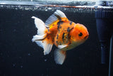 Thai Oranda  Calico 5 Inch (ID#1126To5b-85) Free2Day SHIPPING