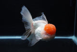 Thai Oranda  Red Cap 5.5 Inch (ID#0110T1b-68) Free2Day SHIPPING