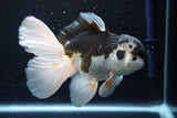 Thai Oranda  Panda 5.5 Inch (ID#913To6c-115)