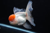 Thai Oranda  Red Cap 5.5 Inch (ID#0110T1b-68) Free2Day SHIPPING