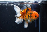 Thai Oranda  Calico 5 Inch (ID#1126To5b-85) Free2Day SHIPPING