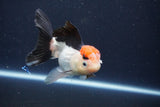 Thai Oranda  Tricolor 4.5 Inch (ID#1029To1b-77) Free2Day SHIPPING