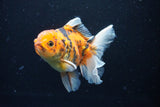 Thai Oranda  Calico 5 Inch (ID#1126To5b-85) Free2Day SHIPPING