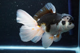 Thai Oranda  Panda 5.5 Inch (ID#913To6c-115)