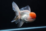 Thai Oranda  Red Cap 5.5 Inch (ID#0110T1b-68) Free2Day SHIPPING