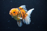 Thai Oranda  Calico 5 Inch (ID#1126To5b-85) Free2Day SHIPPING