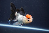 Thai Oranda  Tricolor 4.5 Inch (ID#1029To1b-77) Free2Day SHIPPING