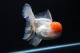 Thai Oranda  Red Cap 5.5 Inch (ID#0110T1b-68) Free2Day SHIPPING