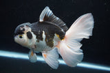 Thai Oranda  Panda 5.5 Inch (ID#913To6c-115)