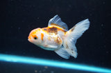 Baby Thai Oranda  Tricolor 3 Inch (ID#418TPTA-92) Free2Day SHIPPING
