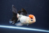 Thai Oranda  Tricolor 4.5 Inch (ID#1029To1b-77) Free2Day SHIPPING