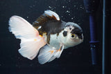 Thai Oranda  Panda 5.5 Inch (ID#913To6c-115)