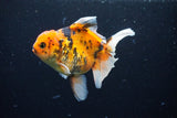 Thai Oranda  Calico 5 Inch (ID#1126To5b-85) Free2Day SHIPPING