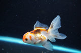 Baby Thai Oranda  Tricolor 3 Inch (ID#418TPTA-92) Free2Day SHIPPING