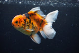 Thai Oranda  Calico 5 Inch (ID#1126To5b-85) Free2Day SHIPPING