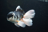 Thai Oranda  Panda 5.5 Inch (ID#913To6c-115)