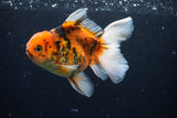 Thai Oranda  Calico 5 Inch (ID#1126To5b-85) Free2Day SHIPPING