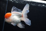 Thai Oranda  Red Cap 5.5 Inch (ID#0110T1b-68) Free2Day SHIPPING