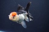 Thai Oranda  Tricolor 4.5 Inch (ID#1029To1b-77) Free2Day SHIPPING