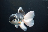 Thai Oranda  Panda 5.5 Inch (ID#913To6c-115)