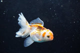 Baby Thai Oranda  Tricolor 3 Inch (ID#418TPTA-92) Free2Day SHIPPING