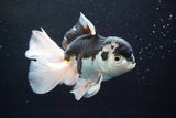 Thai Oranda  Panda 5.5 Inch (ID#913To6c-115)