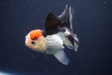 Thai Oranda  Tricolor 4.5 Inch (ID#1029To1b-77) Free2Day SHIPPING