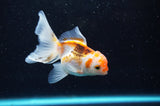 Baby Thai Oranda  Tricolor 3 Inch (ID#418TPTA-92) Free2Day SHIPPING