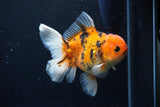 Thai Oranda  Calico 5 Inch (ID#1126To5b-85) Free2Day SHIPPING