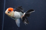 Thai Oranda  Tricolor 4.5 Inch (ID#1029To1b-77) Free2Day SHIPPING