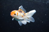 Baby Thai Oranda  Tricolor 3 Inch (ID#418TPTA-92) Free2Day SHIPPING