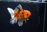 Thai Oranda  Calico 5 Inch (ID#1126To5b-85) Free2Day SHIPPING