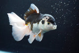 Thai Oranda  Panda 5.5 Inch (ID#913To6c-115)