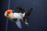 Thai Oranda  Tricolor 4.5 Inch (ID#1029To1b-77) Free2Day SHIPPING