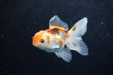 Baby Thai Oranda  Tricolor 3 Inch (ID#418TPTA-92) Free2Day SHIPPING