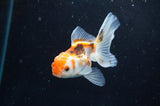 Baby Thai Oranda  Tricolor 3 Inch (ID#418TPTA-92) Free2Day SHIPPING