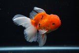 Thai Oranda  Sakura 4.5 Inch (ID#1126To5b-86) Free2Day SHIPPING