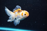 Baby Thai Oranda  Tricolor 3 Inch (ID#418TPTA-92) Free2Day SHIPPING