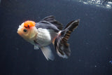 Thai Oranda  Tricolor 4.5 Inch (ID#1029To1b-77) Free2Day SHIPPING