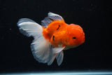 Thai Oranda  Sakura 4.5 Inch (ID#1126To5b-86) Free2Day SHIPPING