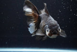 Thai Oranda  Panda 5.5 Inch (ID#917To6c-114)