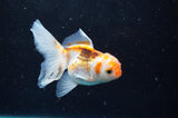 Baby Thai Oranda  Tricolor 3 Inch (ID#418TPTA-92) Free2Day SHIPPING