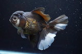 Thai Oranda  Panda 5.5 Inch (ID#917To6c-114)