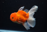 Thai Oranda  Sakura 4.5 Inch (ID#1126To5b-86) Free2Day SHIPPING